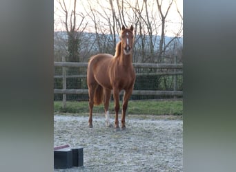 Französisches Reitpony, Stute, 3 Jahre, 146 cm, Fuchs