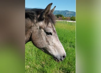 Französisches Reitpony, Stute, 4 Jahre, 133 cm, Schimmel