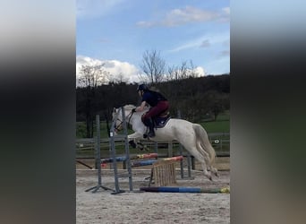 Französisches Reitpony, Stute, 4 Jahre, 140 cm, Tigerschecke