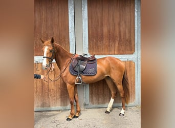 Französisches Reitpony, Stute, 4 Jahre, 146 cm, Fuchs