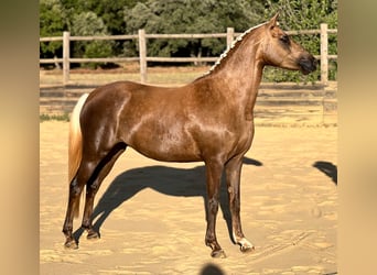 Französisches Reitpony, Stute, 5 Jahre, 139 cm, Palomino