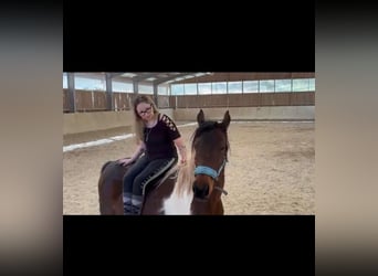 Französisches Reitpony Mix, Stute, 5 Jahre, 143 cm, Schecke