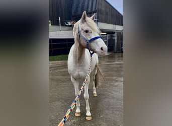 Französisches Reitpony, Stute, 5 Jahre, 144 cm, Tigerschecke