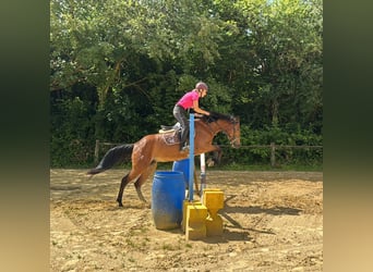 Französisches Reitpony, Stute, 5 Jahre, 147 cm, Brauner