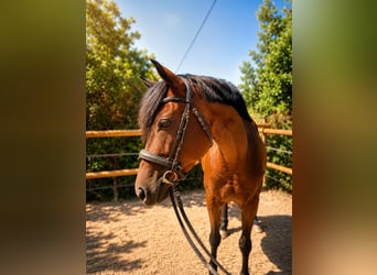 Französisches Reitpony, Stute, 5 Jahre, 147 cm, Brauner