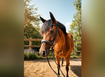 Französisches Reitpony, Stute, 5 Jahre, 147 cm, Brauner