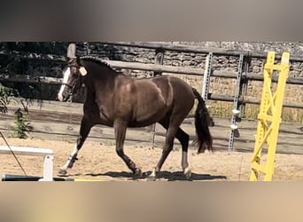 Französisches Reitpony, Stute, 6 Jahre, 148 cm, Dunkelfuchs