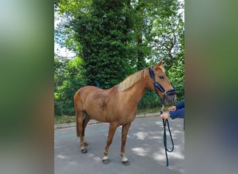 Französisches Reitpony, Stute, 8 Jahre, 147 cm, Fuchs