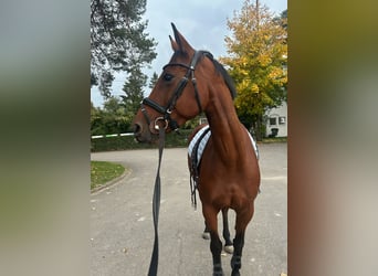 Französisches Reitpony, Stute, 8 Jahre, 157 cm, Brauner