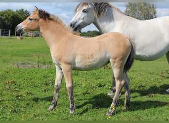 Französisches Reitpony, Stute, Fohlen (06/2024), Braunfalbschimmel