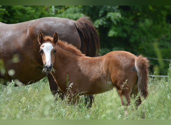 Französisches Reitpony, Stute, , Fuchs