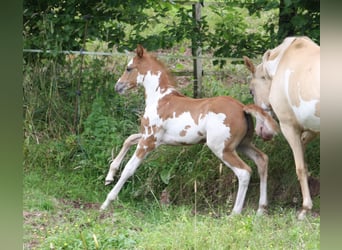 Französisches Reitpony, Stute, Fohlen (01/2024), Overo-alle-Farben