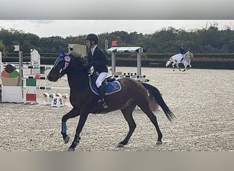 Französisches Reitpony, Wallach, 10 Jahre, 141 cm, Rotbrauner