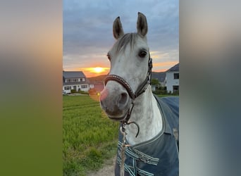 Französisches Reitpony Mix, Wallach, 10 Jahre, 147 cm, Apfelschimmel