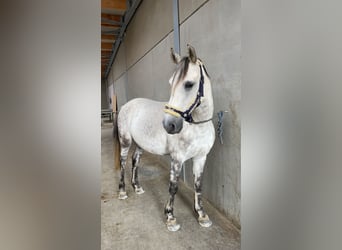 Französisches Reitpony Mix, Wallach, 10 Jahre, 147 cm, Apfelschimmel