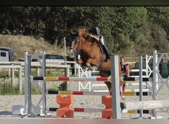 Französisches Reitpony, Wallach, 10 Jahre, 149 cm, Fuchs