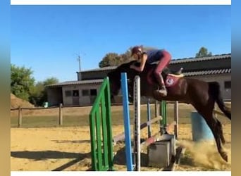Französisches Reitpony, Wallach, 10 Jahre, 155 cm, Dunkelfuchs