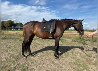 Französisches Reitpony, Wallach, 10 Jahre, 160 cm, Schwarzbrauner