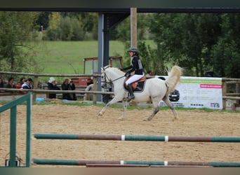 Französisches Reitpony, Wallach, 11 Jahre, 140 cm, Apfelschimmel