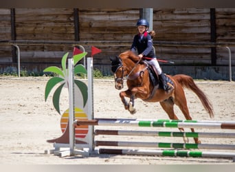 Französisches Reitpony, Wallach, 11 Jahre, 143 cm, Fuchs