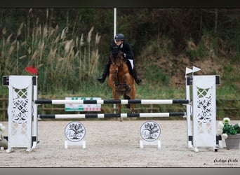 Französisches Reitpony, Wallach, 11 Jahre, 148 cm, Brauner