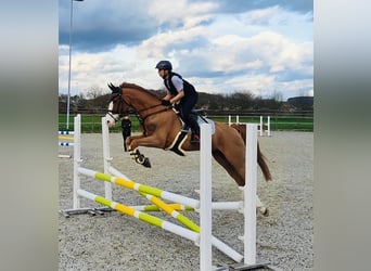 Französisches Reitpony, Wallach, 11 Jahre, 148 cm, Fuchs