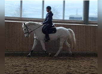 Französisches Reitpony, Wallach, 12 Jahre, 147 cm, Schimmel