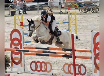 Französisches Reitpony, Wallach, 12 Jahre, 147 cm, Schimmel