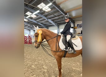 Französisches Reitpony, Wallach, 12 Jahre, 148 cm, Fuchs