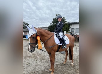 Französisches Reitpony, Wallach, 12 Jahre, 148 cm, Fuchs