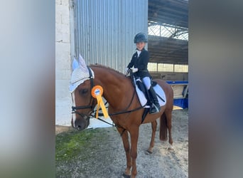 Französisches Reitpony, Wallach, 12 Jahre, 148 cm, Fuchs