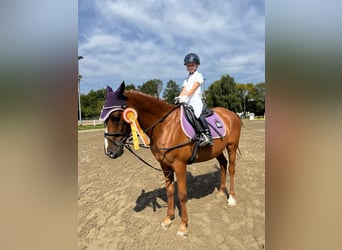 Französisches Reitpony, Wallach, 12 Jahre, 148 cm, Fuchs