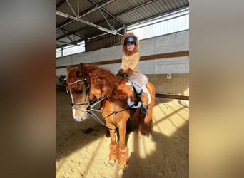 Französisches Reitpony, Wallach, 12 Jahre, 148 cm, Fuchs