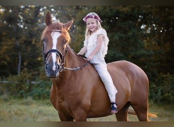 Französisches Reitpony, Wallach, 12 Jahre, 148 cm, Fuchs