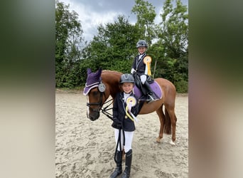 Französisches Reitpony, Wallach, 12 Jahre, 148 cm, Fuchs