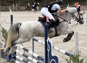 Französisches Reitpony, Wallach, 12 Jahre, 148 cm, Schimmel