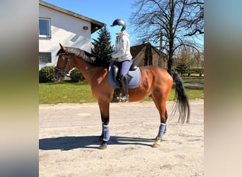Französisches Reitpony, Wallach, 12 Jahre, 160 cm, Brauner