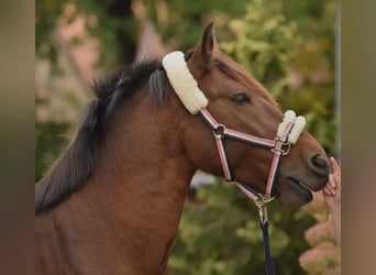 Französisches Reitpony Mix, Wallach, 13 Jahre, 150 cm, Dunkelbrauner