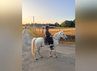 Französisches Reitpony, Wallach, 15 Jahre, 152 cm, Schimmel