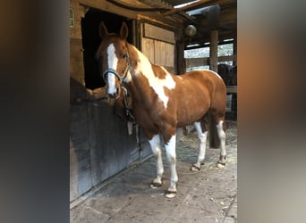 Französisches Reitpony, Wallach, 16 Jahre, 155 cm, Schecke