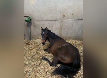 Französisches Reitpony, Wallach, 1 Jahr, Brauner