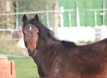 Französisches Reitpony, Wallach, 1 Jahr, Dunkelbrauner