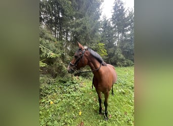 Französisches Reitpony, Wallach, 21 Jahre, 148 cm, Brauner