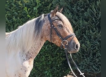 Französisches Reitpony, Wallach, 3 Jahre, 149 cm, Tigerschecke