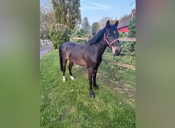 Französisches Reitpony, Wallach, 4 Jahre, 142 cm