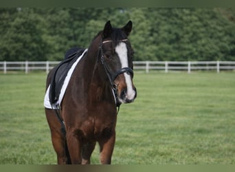 Französisches Reitpony, Wallach, 4 Jahre, 144 cm, Dunkelbrauner