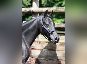 Französisches Reitpony, Wallach, 4 Jahre, 147 cm, Rappe