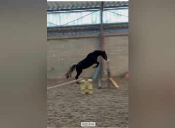 Französisches Reitpony, Wallach, 4 Jahre, 147 cm, Schwarzbrauner