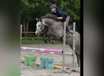 Französisches Reitpony, Wallach, 4 Jahre, 149 cm, Schimmel