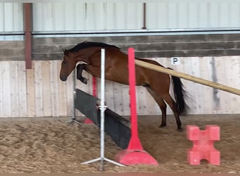 Französisches Reitpony, Wallach, 4 Jahre, 154 cm, Brauner